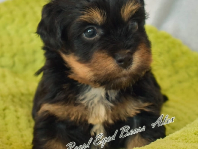 Havanese puppy for sale
