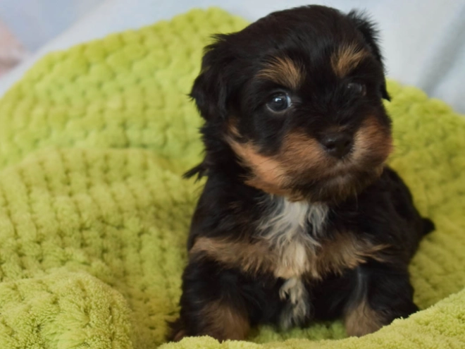 Havanese puppy for sale