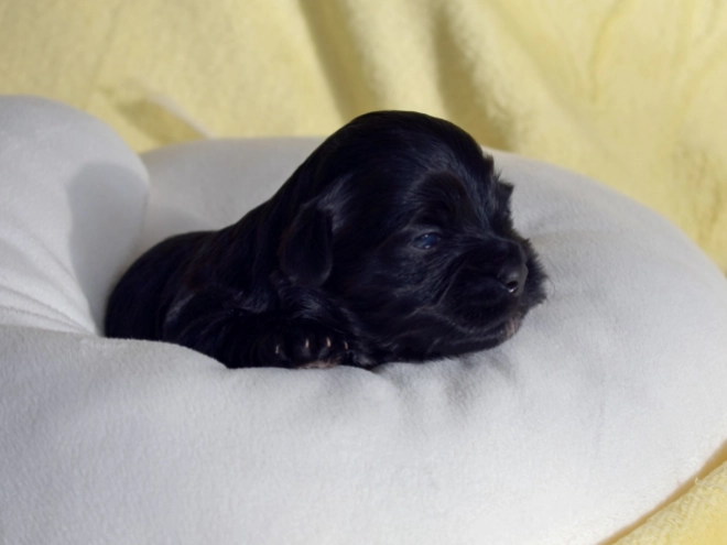 Havanese puppy for sale