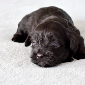 Havanese puppy for sale