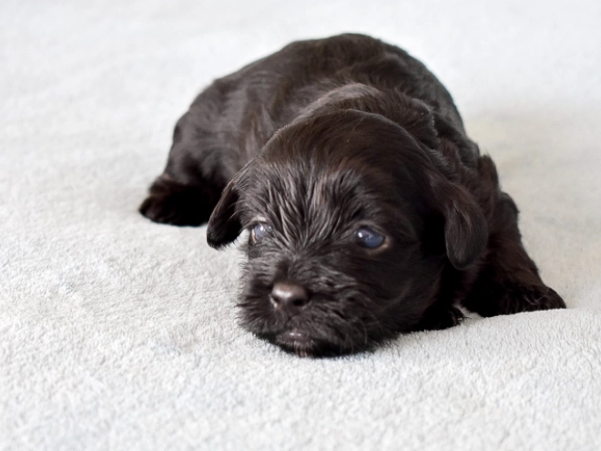 Havanese puppy for sale