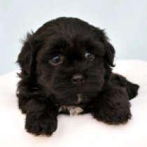Havanese puppy for sale