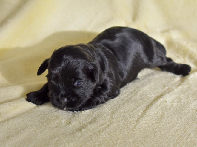 Havanese puppy for sale