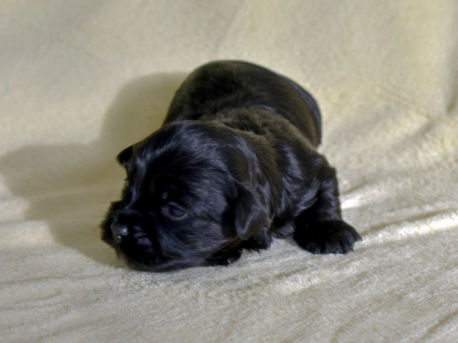 Havanese puppy for sale