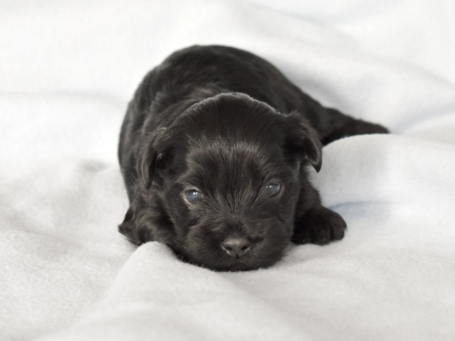 Havanese puppy for sale