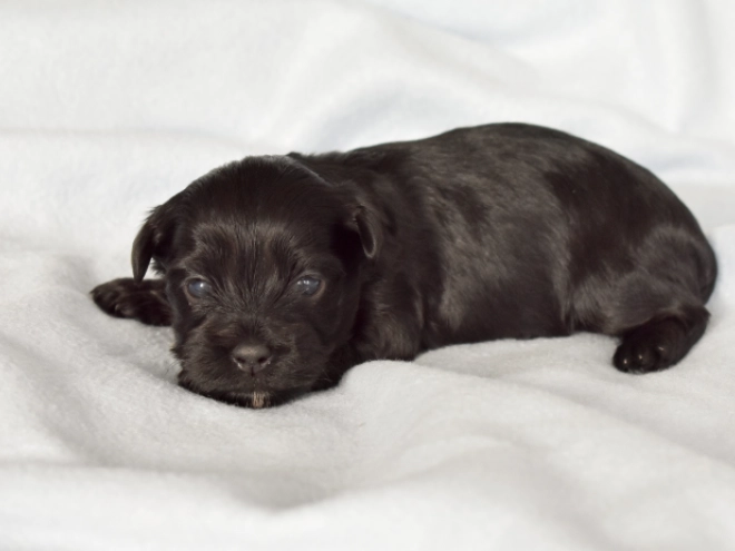 Havanese puppy for sale