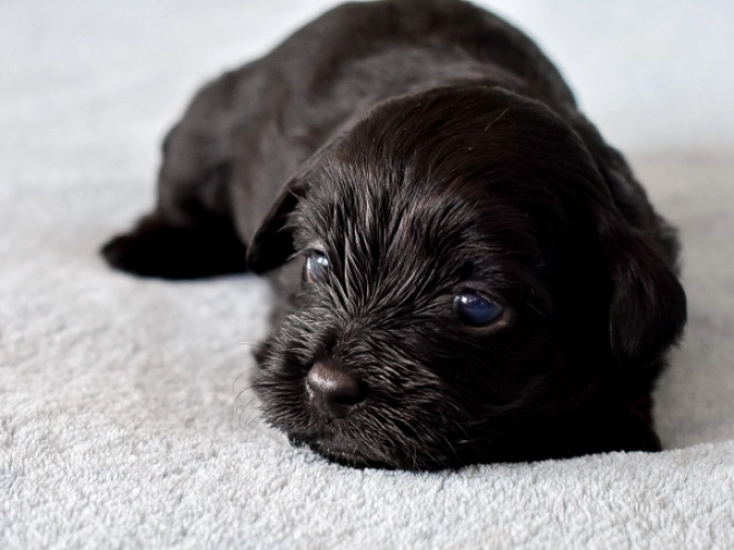 Havanese puppy for sale