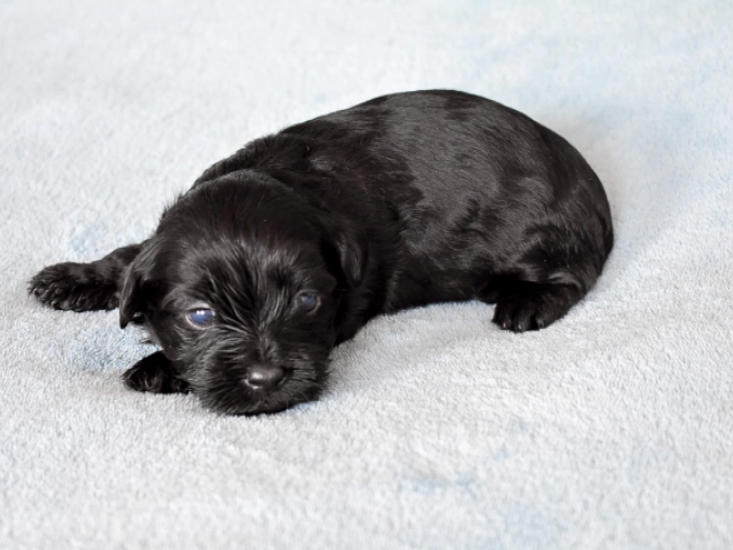 Havanese puppy for sale