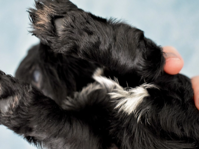 Havanese puppy for sale