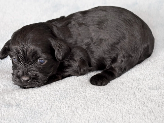 Havanese puppy for sale