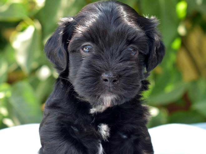 Havanese puppy for sale