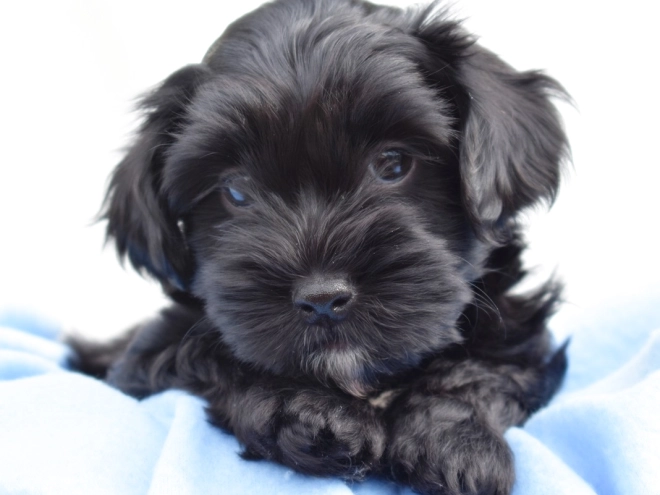 Havanese puppy for sale