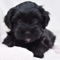 Opal, black Havanese for sale