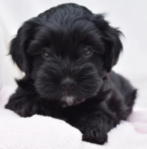 Havanese puppy for sale