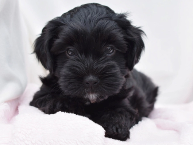 Havanese puppy for sale