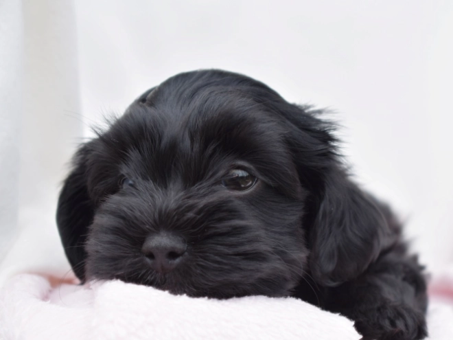 Havanese puppy for sale