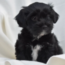 Draco, black Havanese for sale