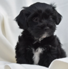 Havanese puppy for sale
