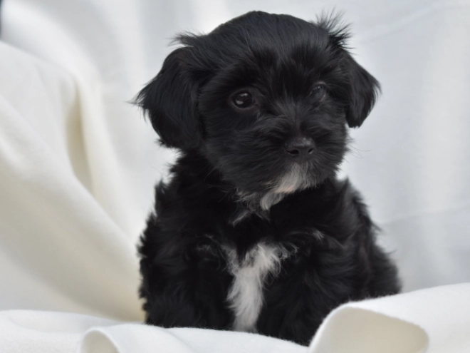 Perros Bichón Habanero en venta