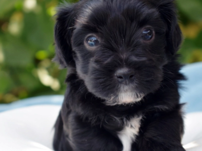 Perros Bichón Habanero en venta