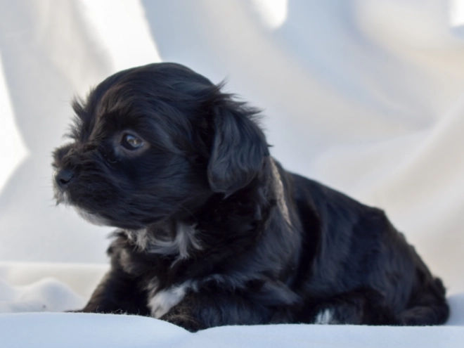 Perros Bichón Habanero en venta