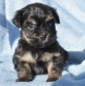 Mario Havanese Puppy for sale EuroPuppy
