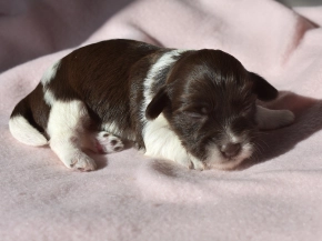 Havanese puppy for sale