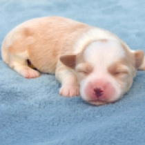 Capuccino, golden Havanese for sale