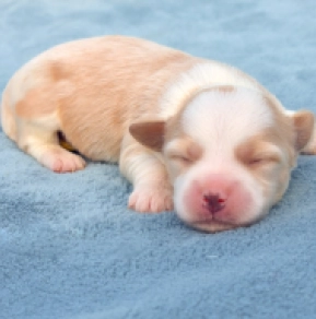 Havanese puppy for sale