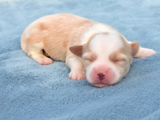 Havanese puppy for sale