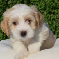 Capuccino, golden Havanese for sale