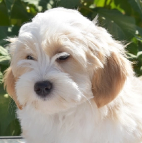 Capuccino, golden and white Havanese for sale