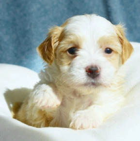 Capuccino, golden Havanese for sale