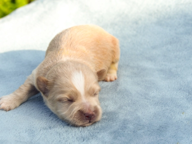 Havanese puppy for sale