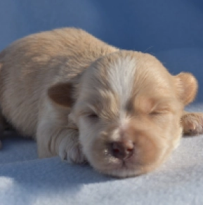 Havanese puppy for sale