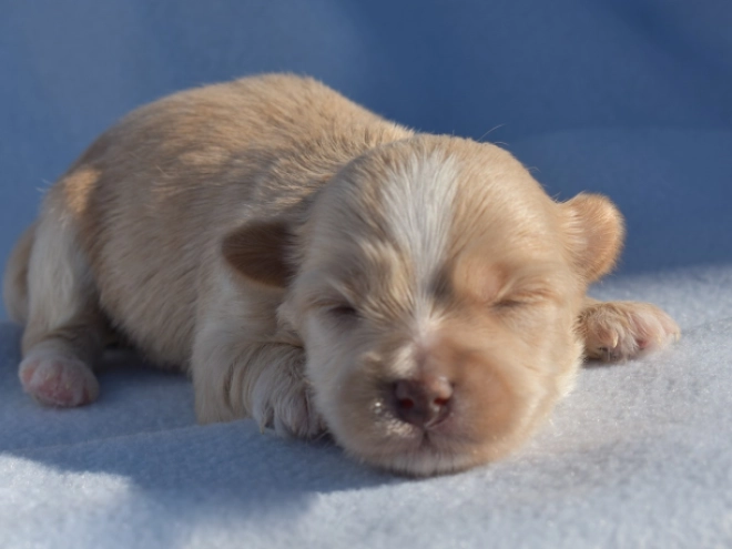 Havanese puppy for sale