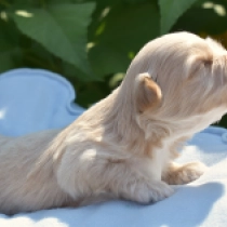 Falco, golden Bichón Habanero en venta
