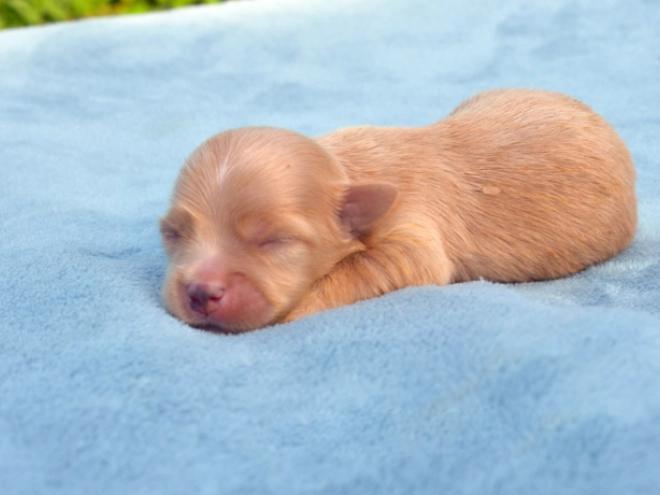 Havanese puppy for sale