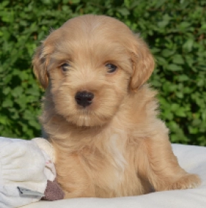 Havanese puppy for sale