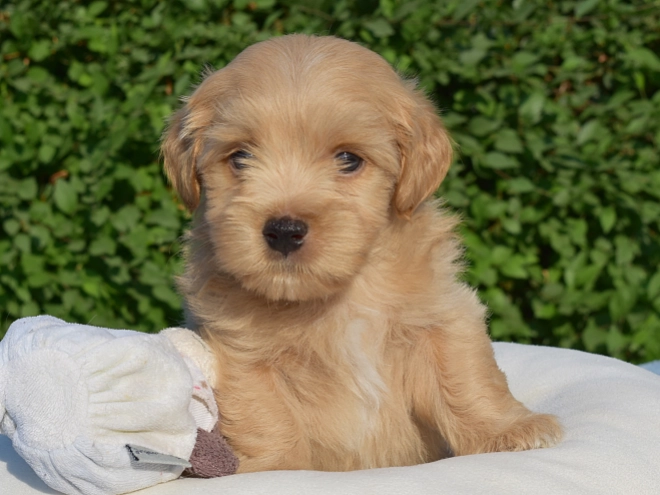 Havanese puppy for sale