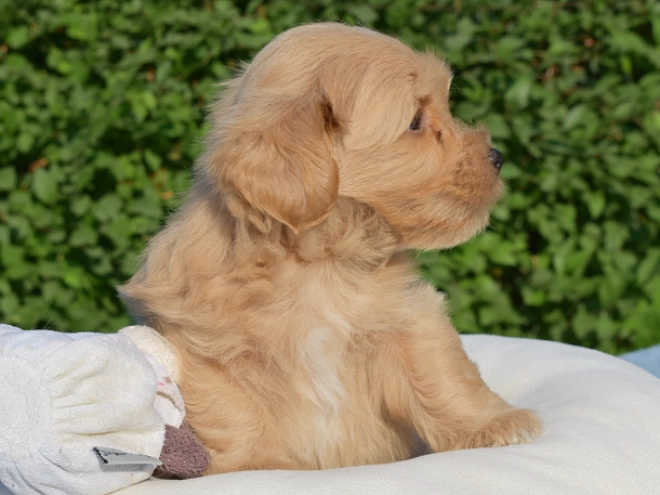 Havanese puppy for sale
