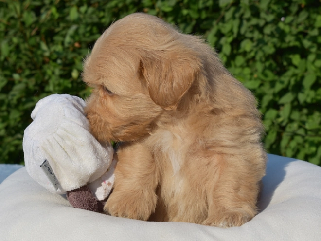 Havanese puppy for sale
