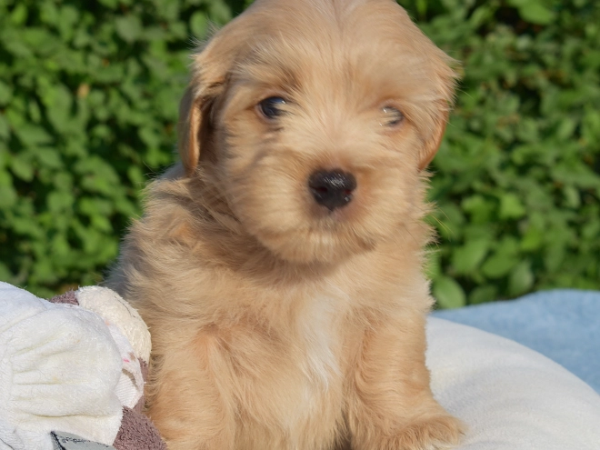 Havanese puppy for sale