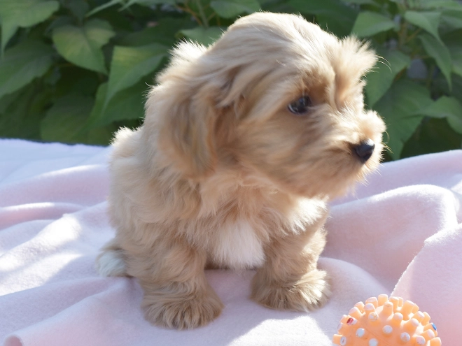 Havanese puppy for sale
