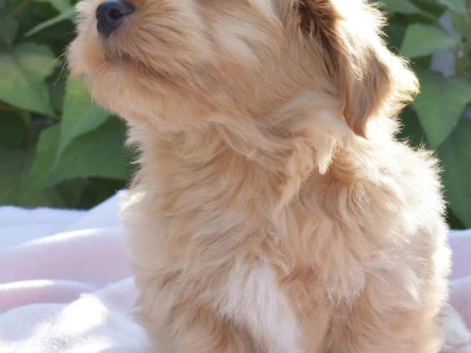 Havanese puppy for sale