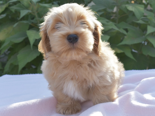 Havanese puppy for sale