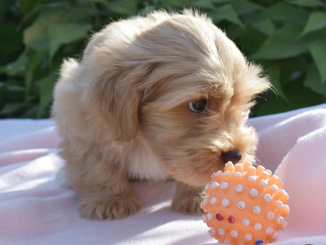 Havanese puppy for sale