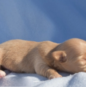 Havanese puppy for sale