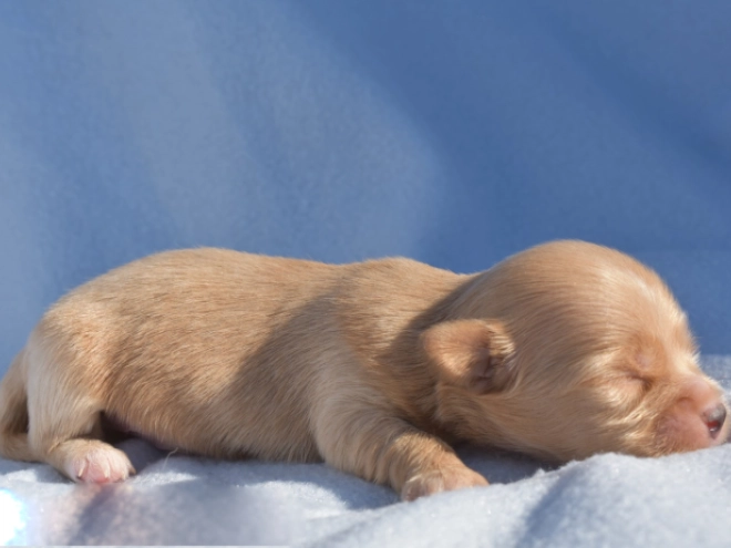 Havanese puppy for sale