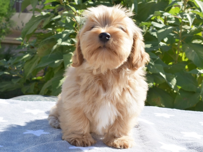 Havanese puppy for sale
